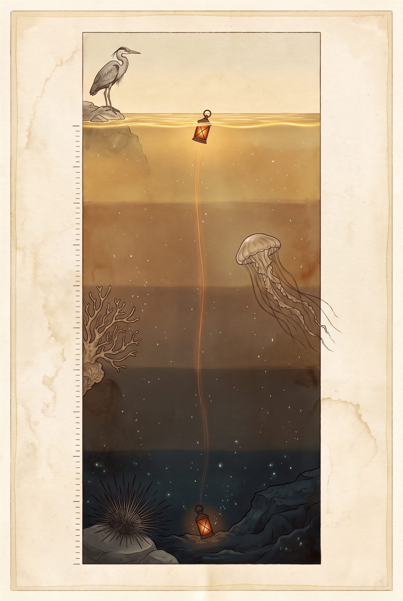 An antique expedition chart of the whole water column: a grey heron at the golden surface, a lantern sinking on a glowing line past a jellyfish and coral, down to a sea urchin and the lantern resting on the blue-black abyss floor.